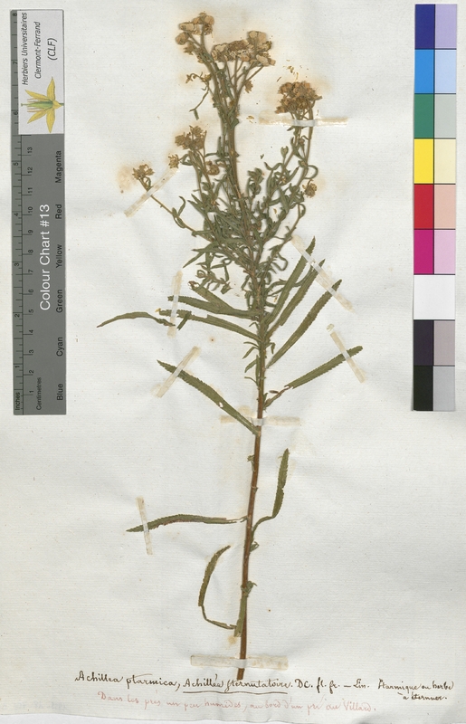 Achillea ptarmica (Asteraceae)