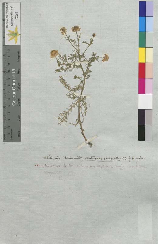 Matricaria chamomilla (Asteraceae)