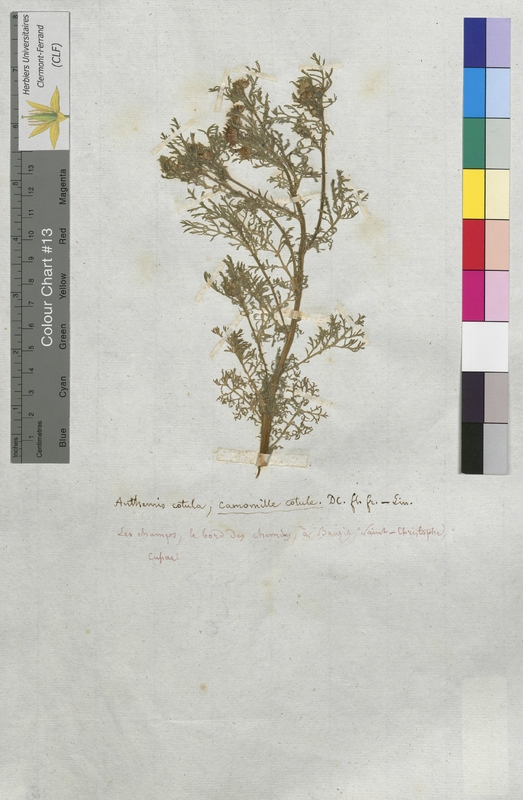 Anthemis cotula (Asteraceae)