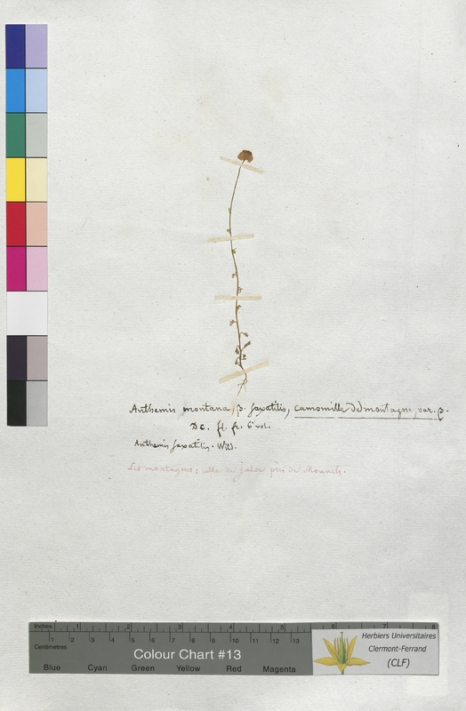 Anthemis montana (Asteraceae)
