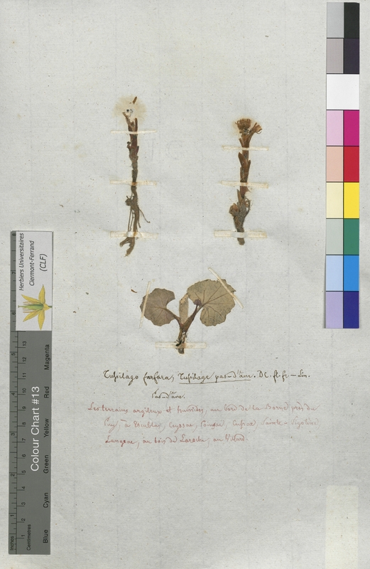 Tussilago farfara (Asteraceae)