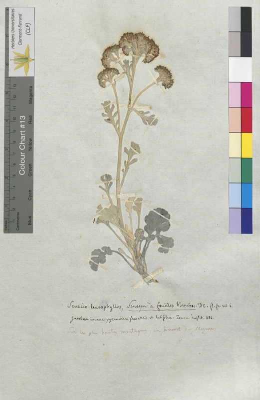 Senecio leucophyllus (Asteraceae)