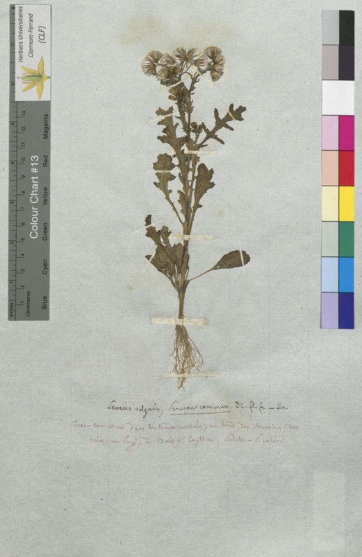 Senecio vulgaris (Asteraceae)