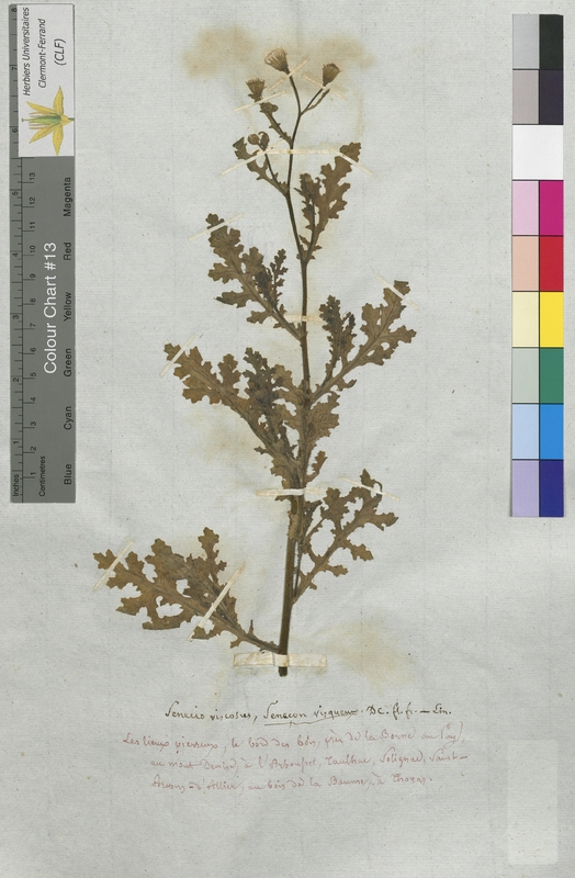 Senecio viscosus (Asteraceae)