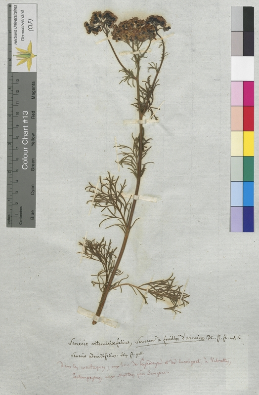 Senecio artemisiifolius (Asteraceae)