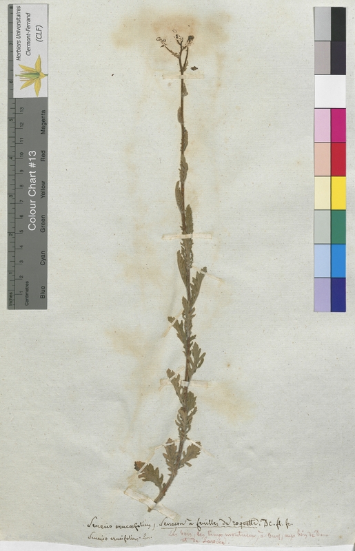 Senecio erucifolius (Asteraceae)