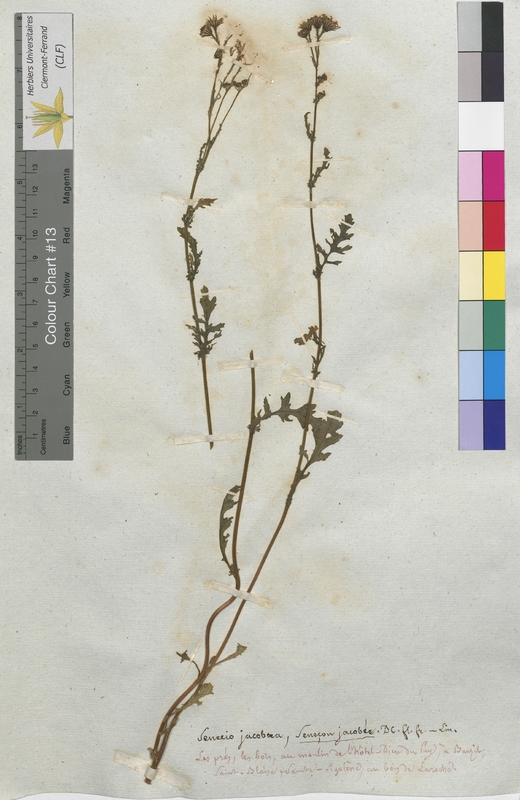 Senecio jacobaea (Asteraceae)