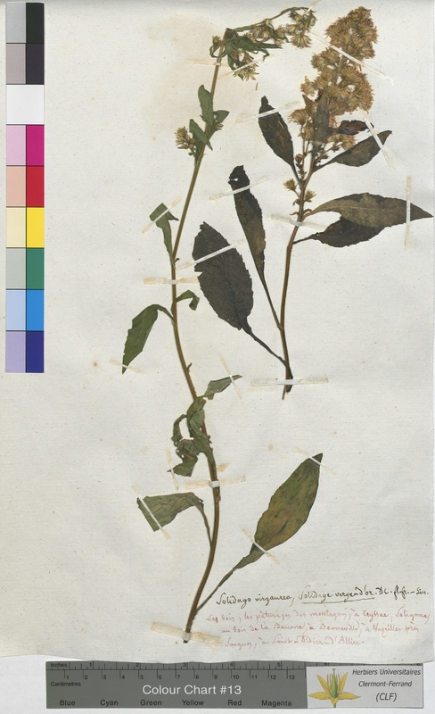 Solidago virgaurea (Asteraceae)