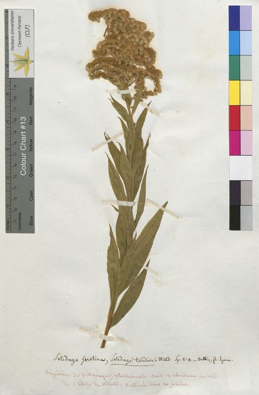 Solidago serotina (Asteraceae)