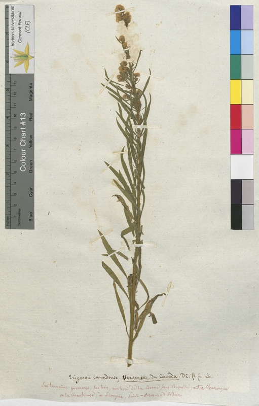 Erigeron canadensis (Asteraceae)