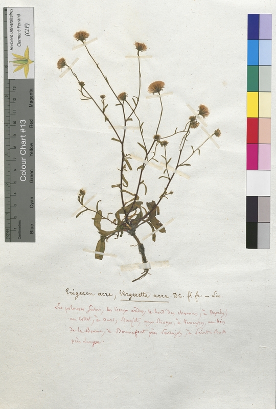 Erigeron acer (Asteraceae)