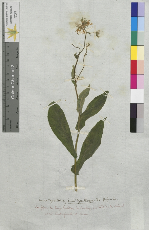 Inula dysenterica (Asteraceae)