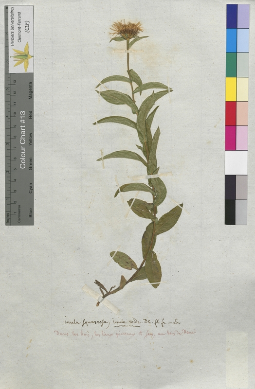 Inula squarrosa (Asteraceae)