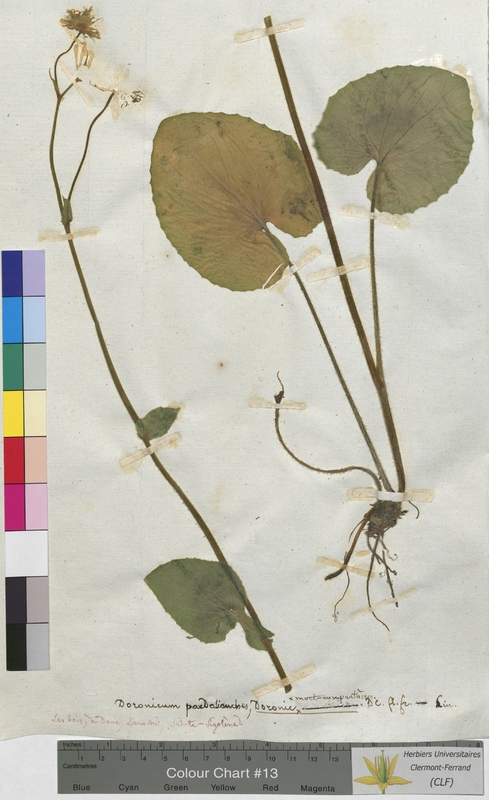 Doronicum pardalianches (Asteraceae)