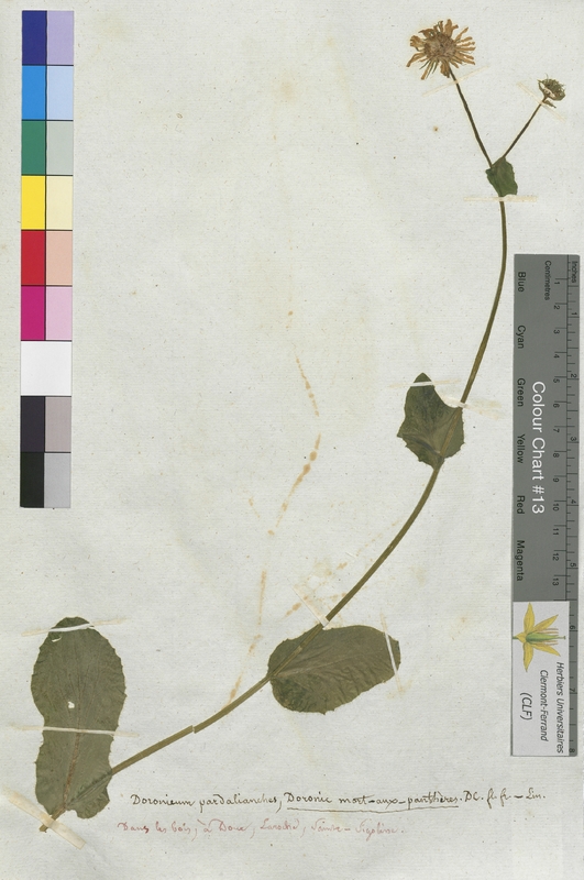 Doronicum pardalianches (Asteraceae)
