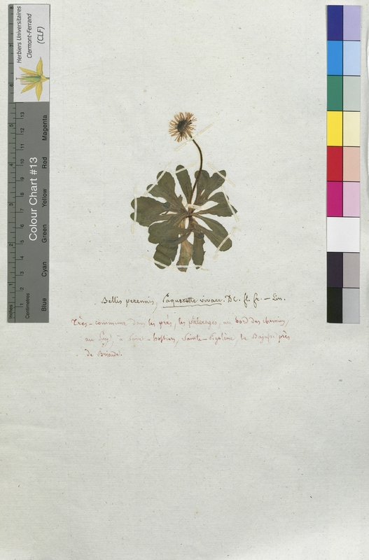 Bellis perennis (Asteraceae)