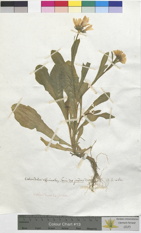 Calendula officinalis (Asteraceae)