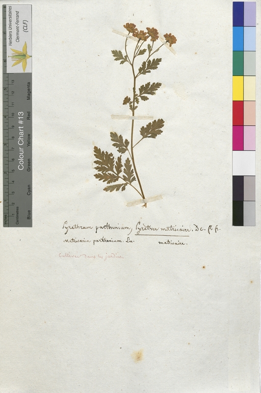 Pyrethrum parthenium (Asteraceae)