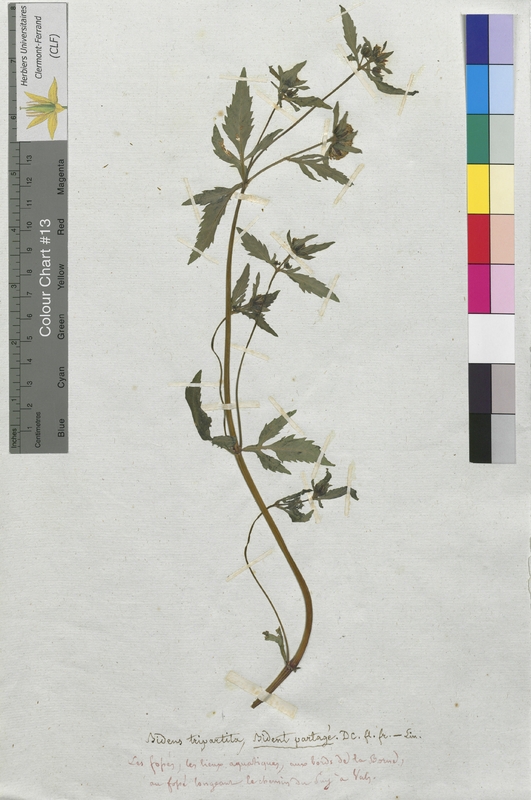 Bidens tripartita (Asteraceae)