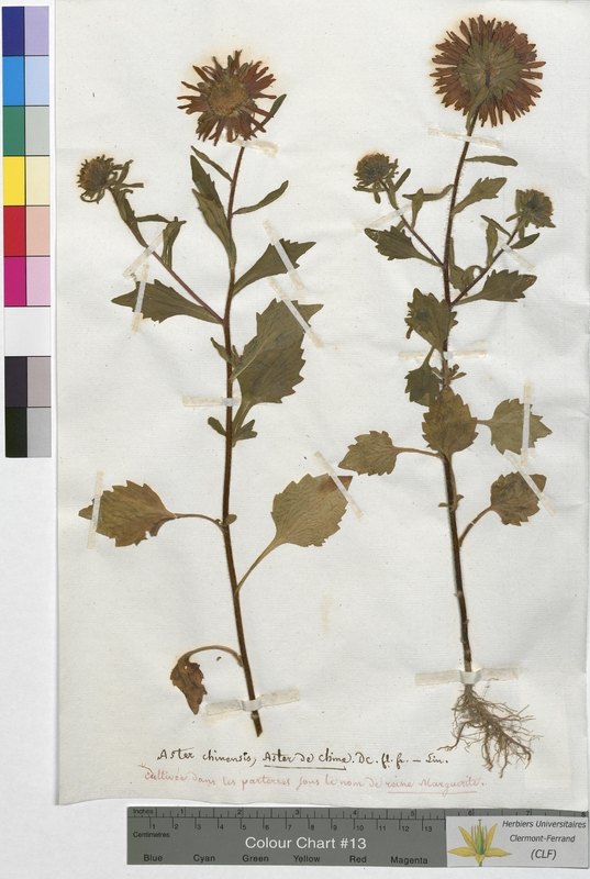 Aster chinensis (Asteraceae)