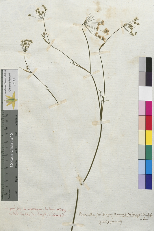 Pimpinella saxifraga (Apiaceae)