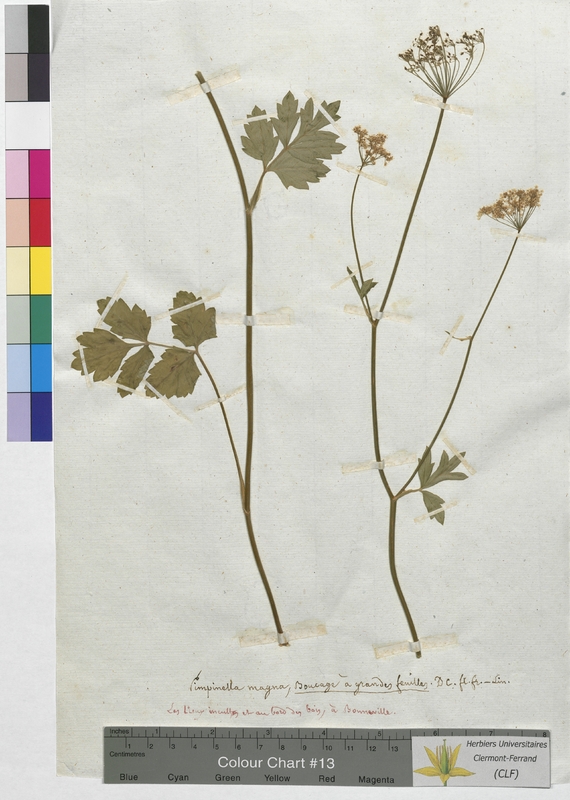 Pimpinella magna (Apiaceae)