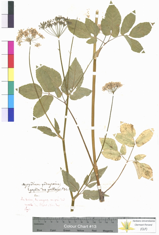 Aegopodium podagraria (Apiaceae)