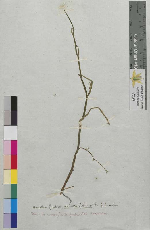 Oenanthe fistulosa (Apiaceae)