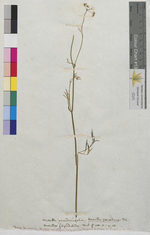 Oenanthe peucedanifolia (Apiaceae)