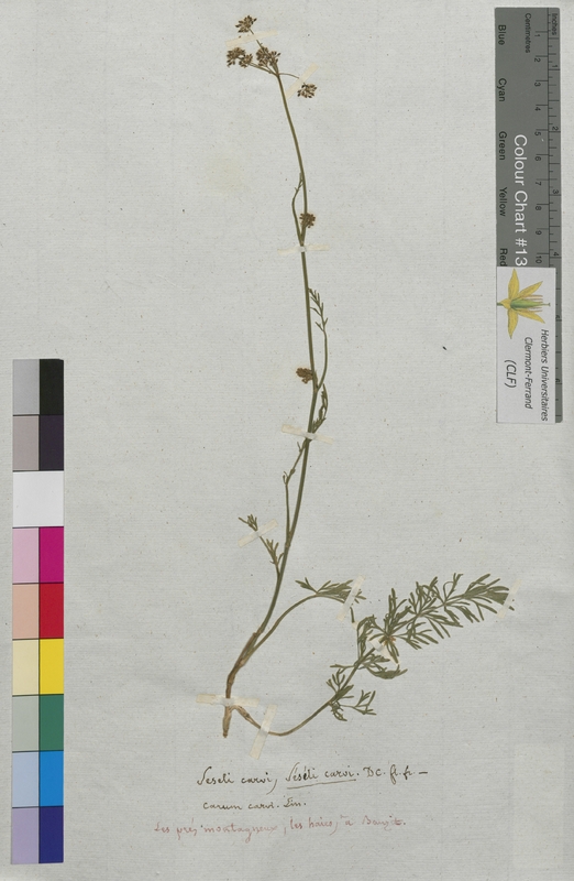 Seseli carvi (Apiaceae)