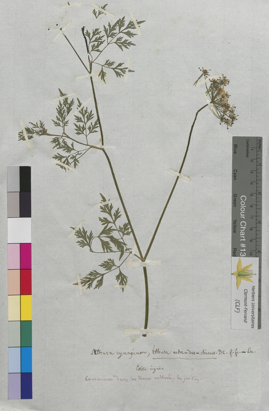 Aethusa cynapium (Apiaceae)
