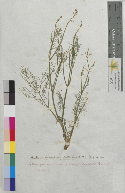 Anethum foeniculum (Apiaceae)