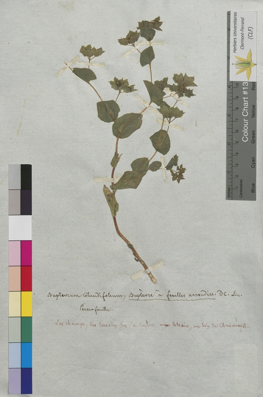 Bupleurum rotundifolium (Apiaceae)