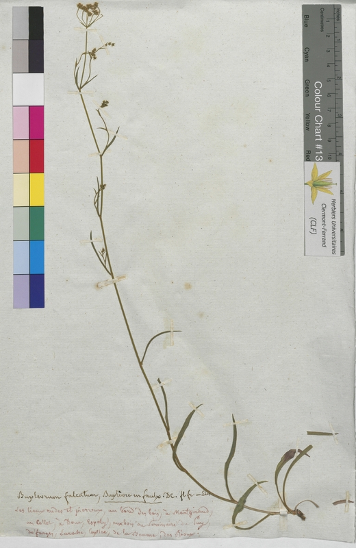 Bupleurum falcatum (Apiaceae)