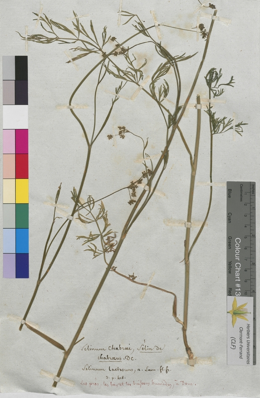 Selinum chabraei (Apiaceae)
