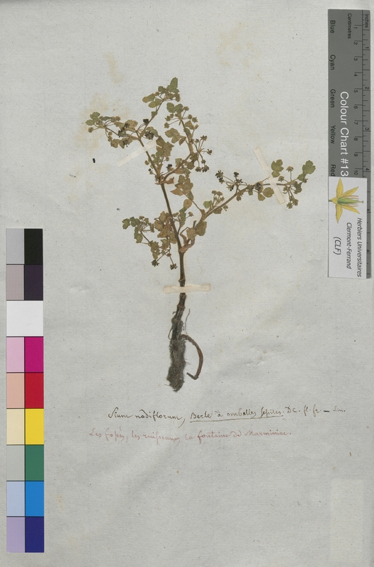 Sium nodiflorum (Apiaceae)
