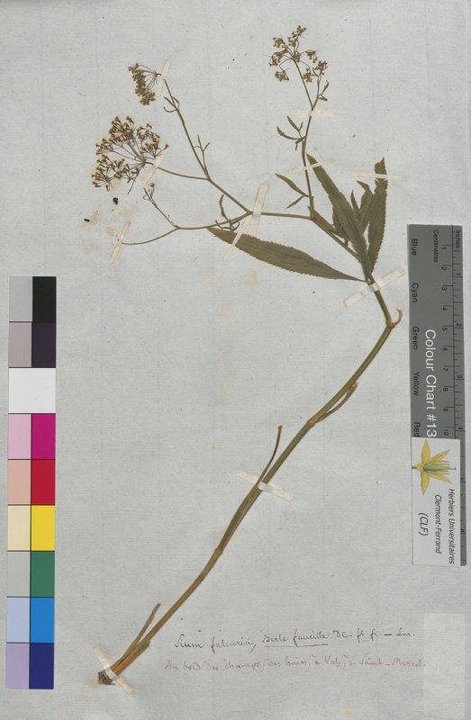 Sium falcaria (Apiaceae)
