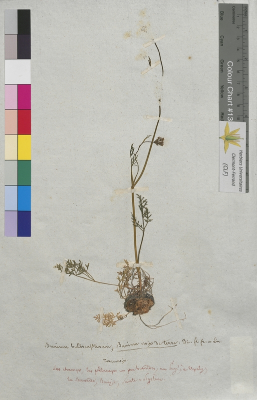 Bunium bulbocastanum (Apiaceae)