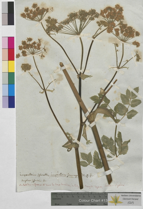 Imperatoria sylvestris (Apiaceae)