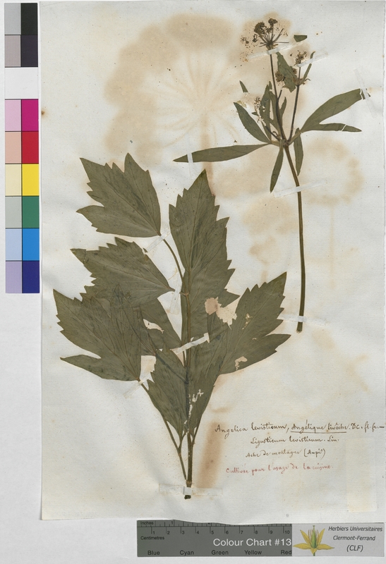 Angelica levisticum (Apiaceae)