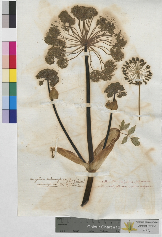 Angelica archangelica (Apiaceae)