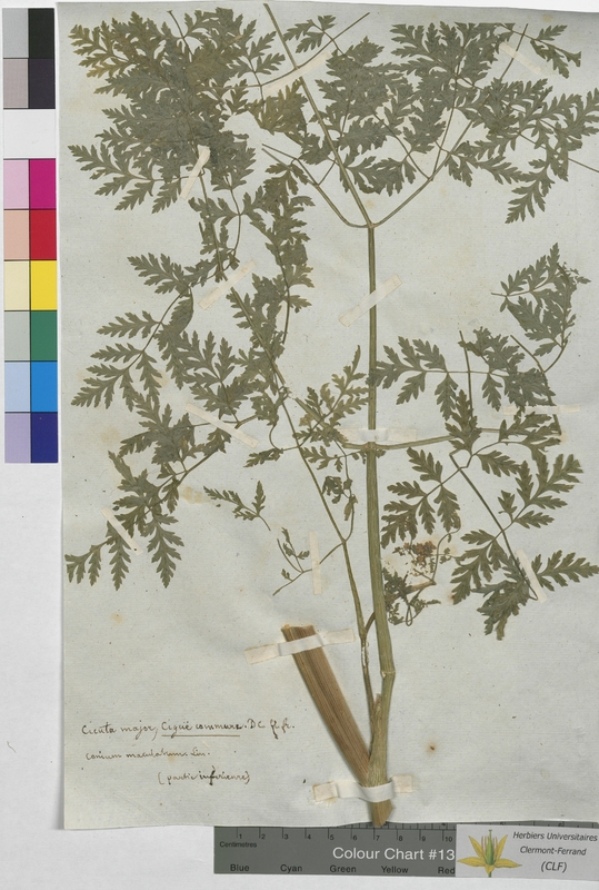 Cicuta major (Apiaceae)