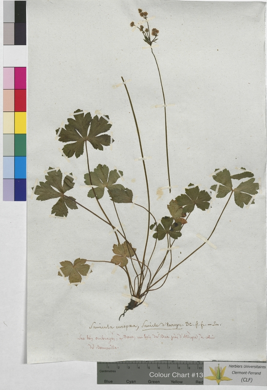 Sanicula europaea (Apiaceae)