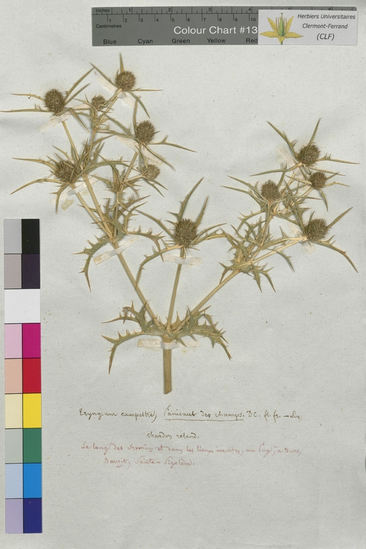 Eryngium campestre (Apiaceae)