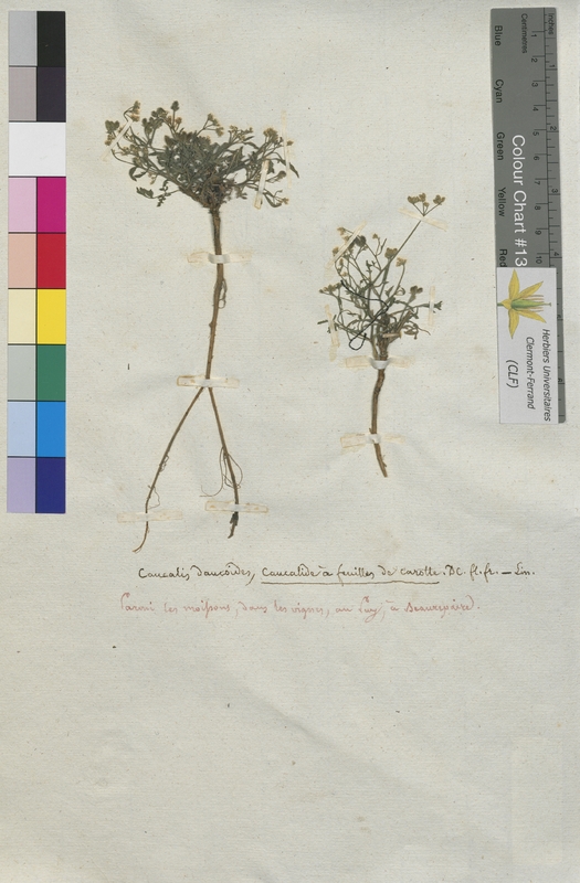 Caucalis daucoides (Apiaceae)