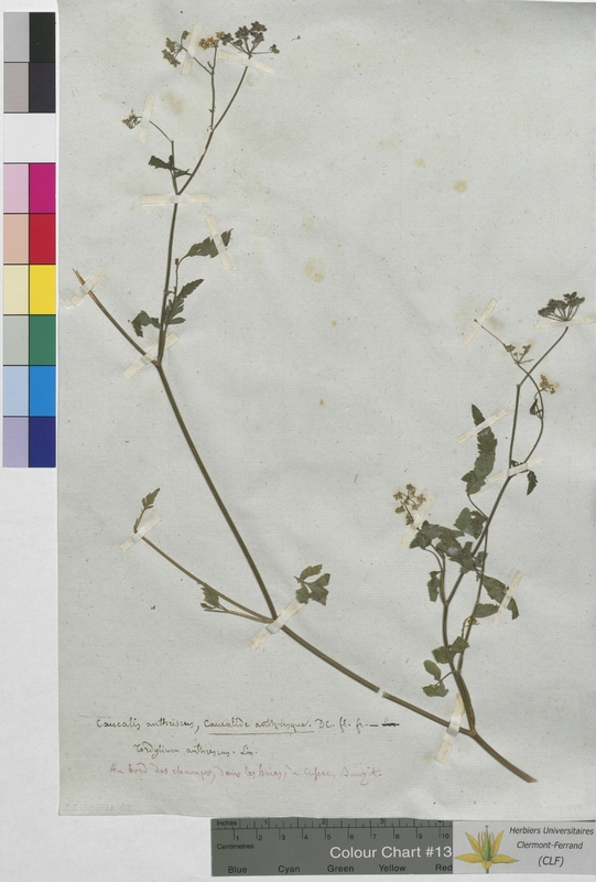 Caucalis anthriscus (Apiaceae)