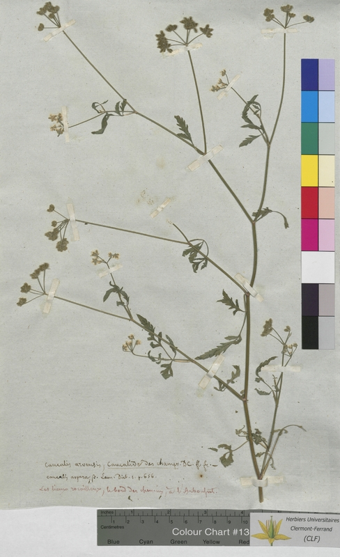 Caucalis arvensis (Apiaceae)