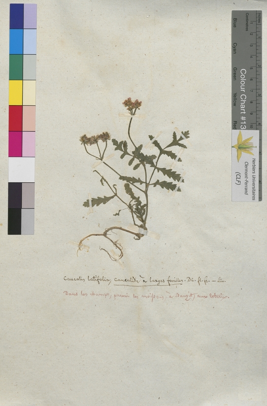 Caucalis latifolia (Apiaceae)