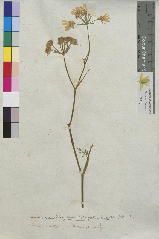 Caucalis grandiflora (Apiaceae)