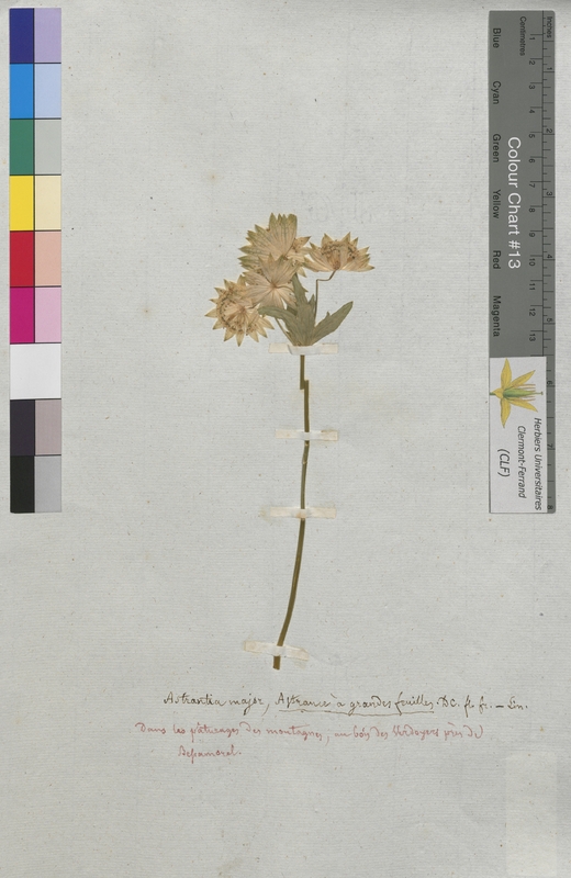 Astrantia major (Apiaceae)